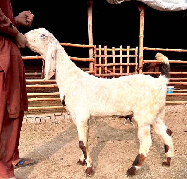 Bakra for sale 3