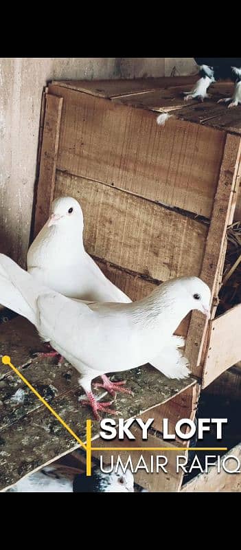 mix fancy pigeons 0