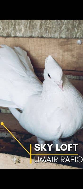 mix fancy pigeons 1