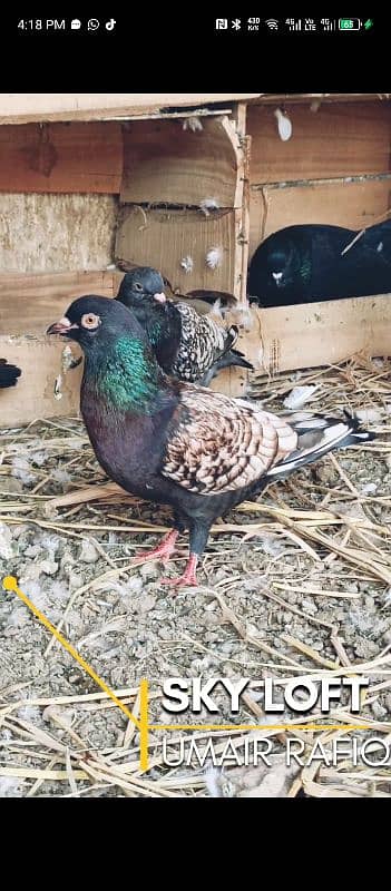 mix fancy pigeons 2