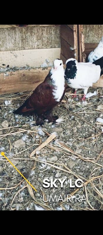 mix fancy pigeons 3