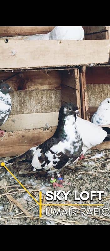 mix fancy pigeons 4