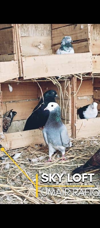 mix fancy pigeons 5