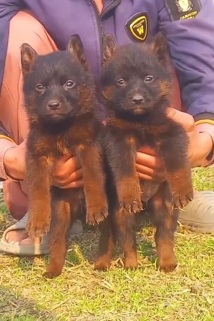 German Shepherd Double Coat pair / German Shepherd Puppies 0