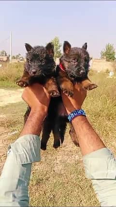 German Shepherd Double Coat pair / German Shepherd Puppies