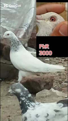 pigeons for sale see Add