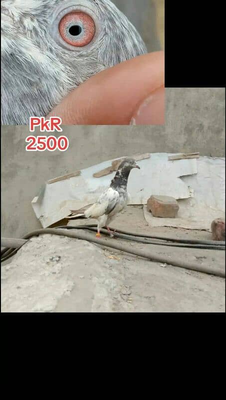 pigeons for sale see Add 1