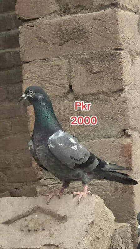 pigeons for sale see Add 2