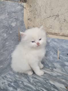 Persian kitten