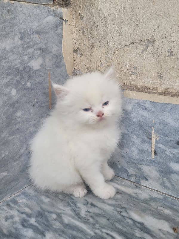 Persian kitten 0