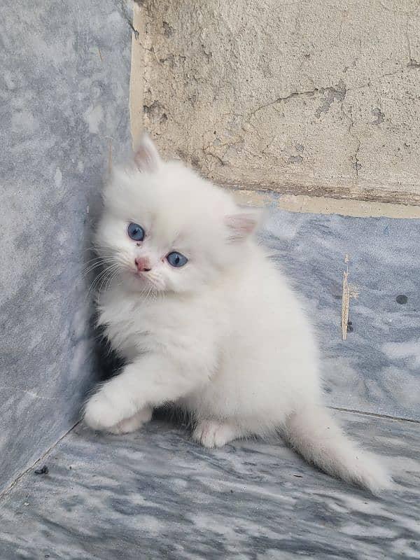 Persian kitten 1