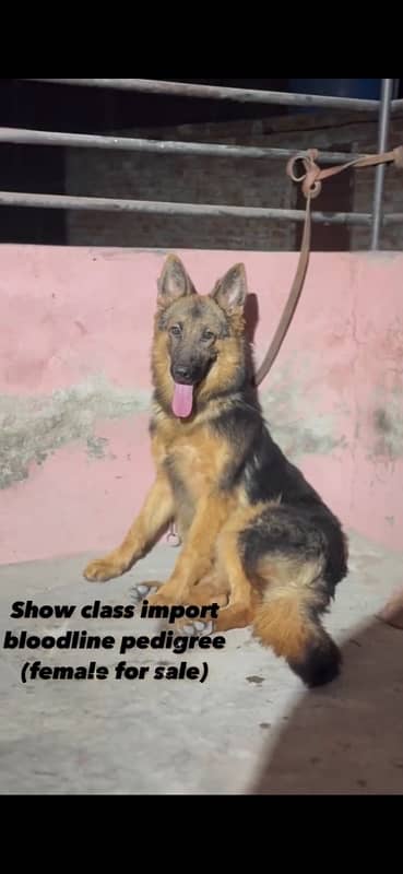 German Shephard Female Show line pedigreed  germany impot grandfather 0