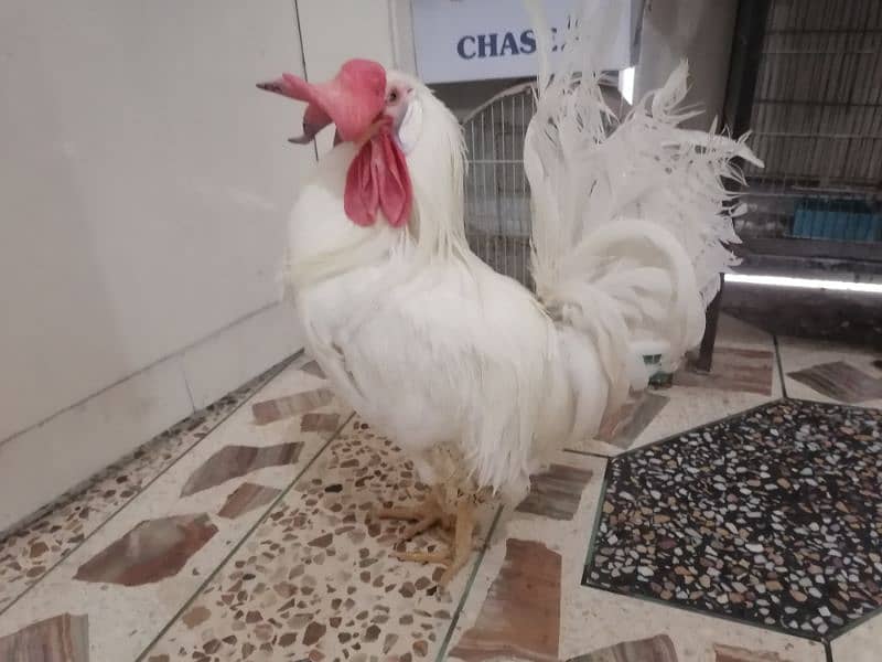 rooster available price fnf 0