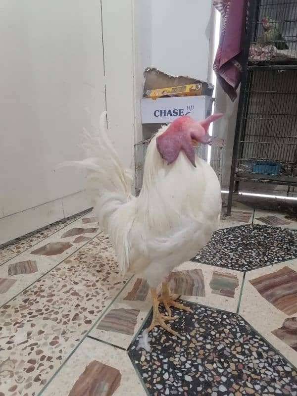 rooster available price fnf 1