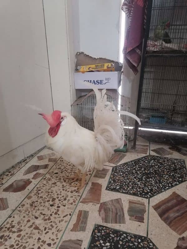 rooster available price fnf 2