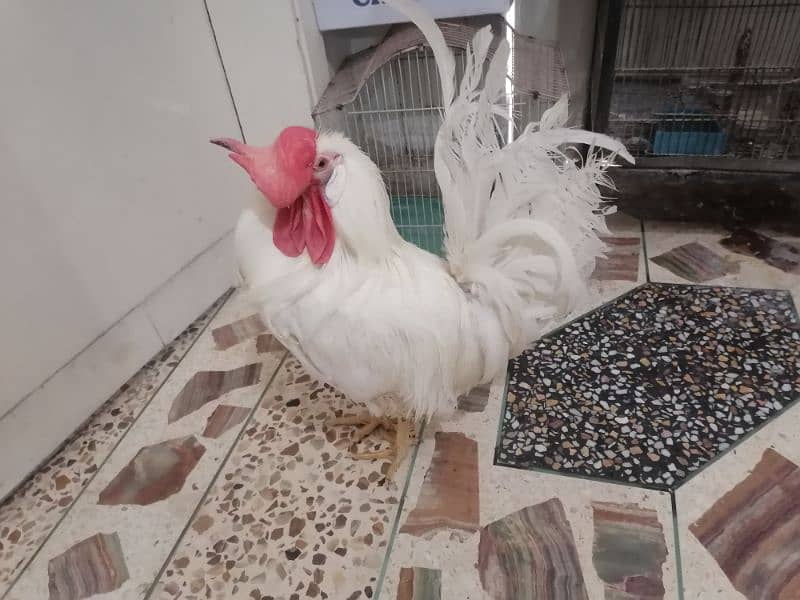 rooster available price fnf 3