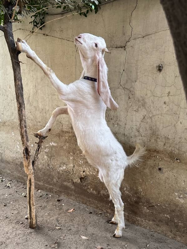 Gulabi Goat Pair / Sindhi Gulabi Bakra /Rajan Puri / بکری / بکرا 1