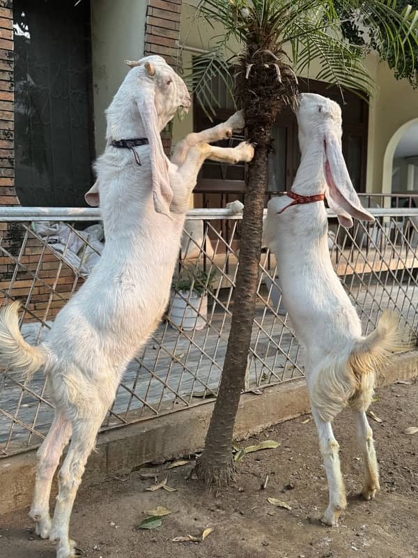 Gulabi Goat Pair / Sindhi Gulabi Bakra /Rajan Puri / بکری / بکرا 2