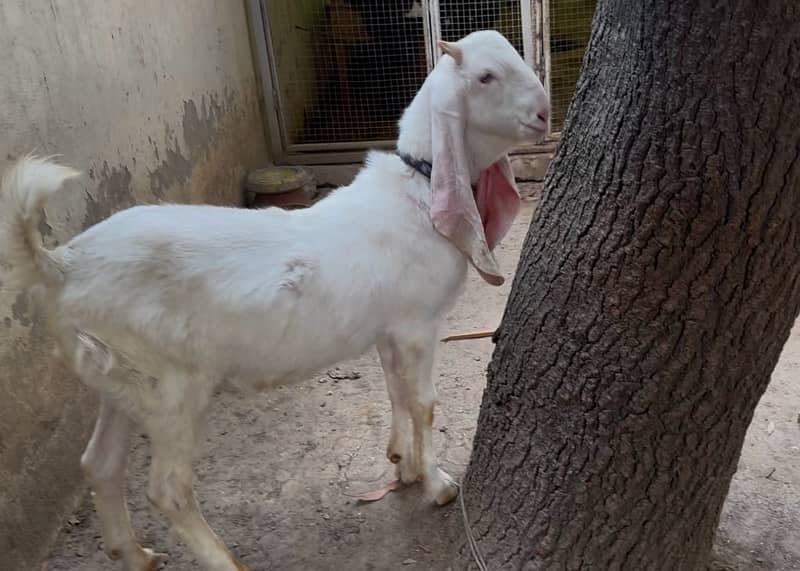 Gulabi Goat Pair / Sindhi Gulabi Bakra /Rajan Puri / بکری / بکرا 3