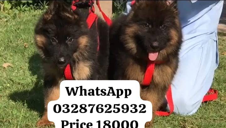 German Shepherd Puppy | Dog for sale | GSD | 03287625932 0