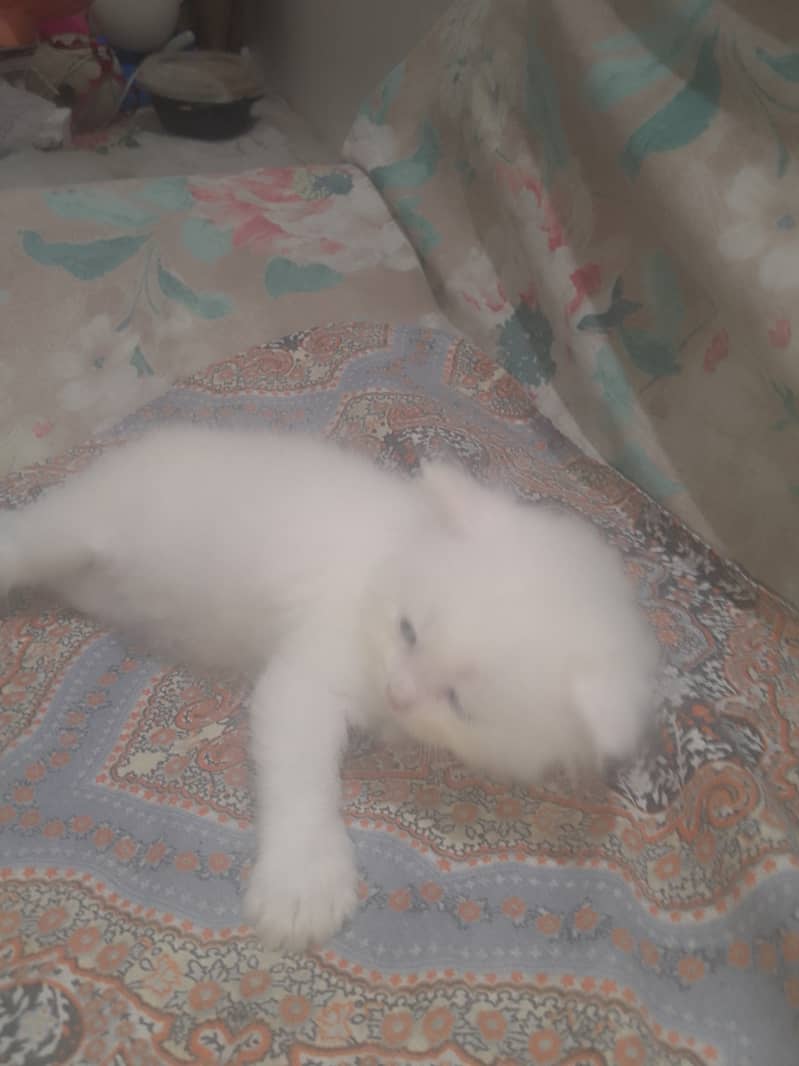 2.5 month kitten for sale 2