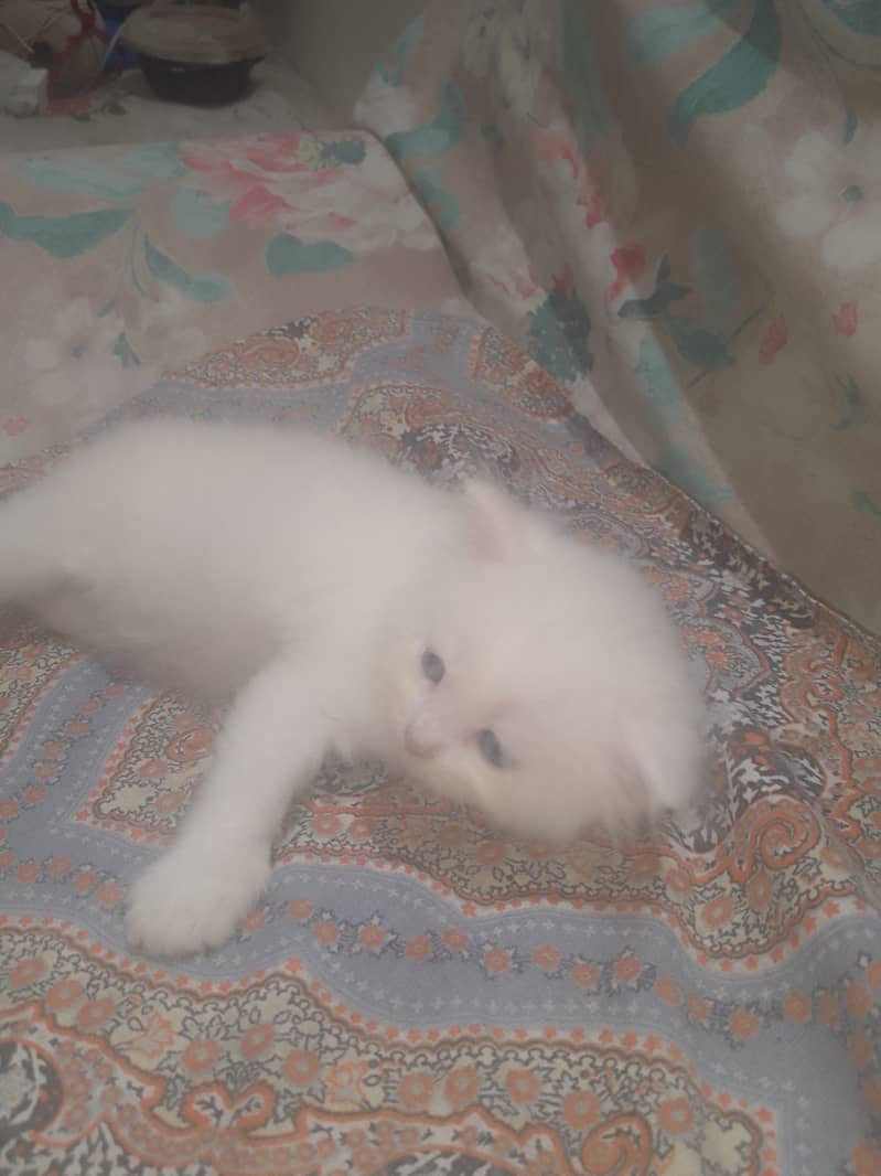 2.5 month kitten for sale 3