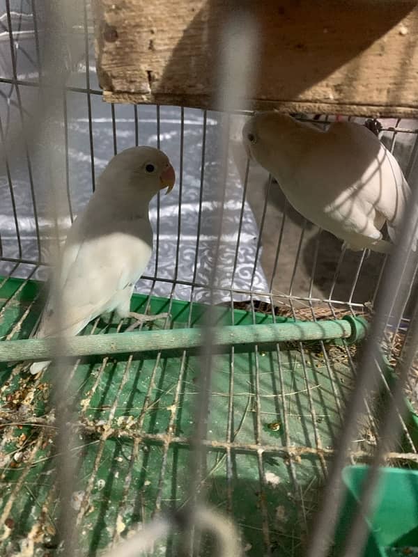 albino breeder pair 3