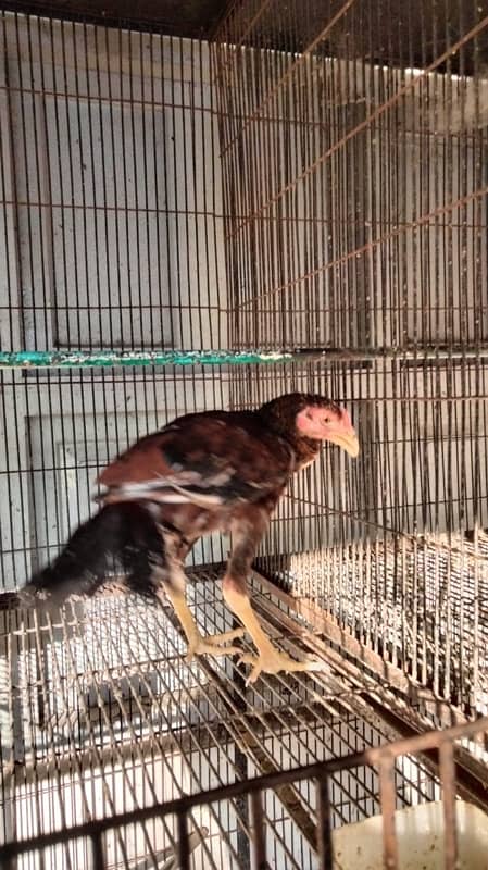 Aseel high Quality Birds for sale Home breed Normal price 0