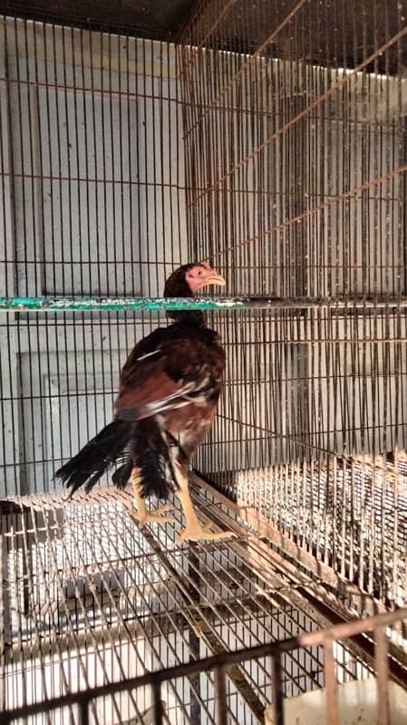 Aseel high Quality Birds for sale Home breed Normal price 1