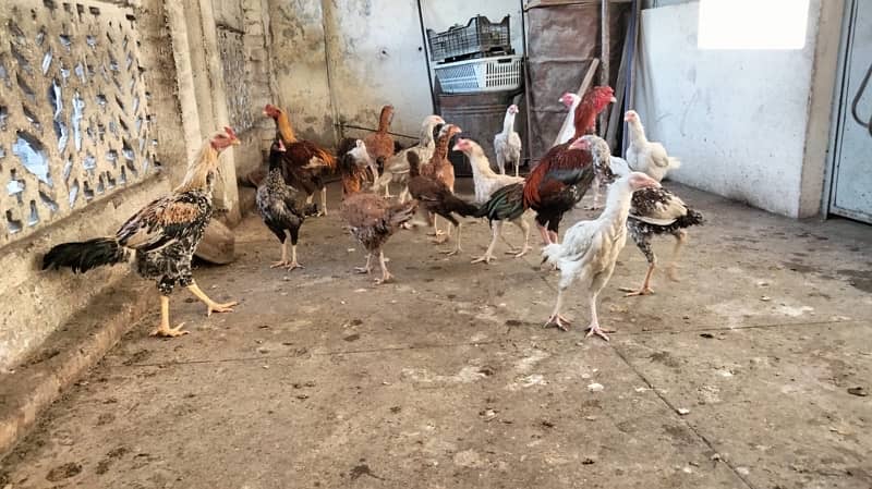 Aseel high Quality Birds for sale Home breed Normal price 2