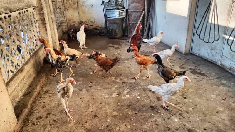 Aseel high Quality Birds for sale Home breed Normal price 3