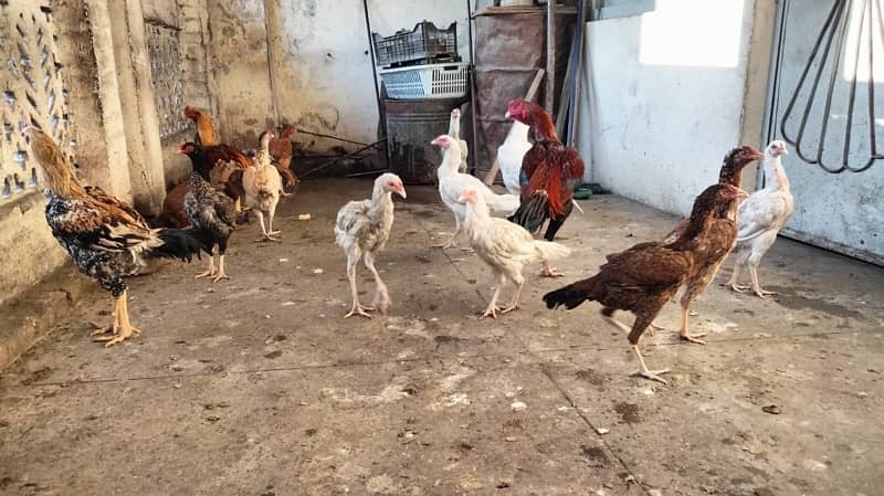 Aseel high Quality Birds for sale Home breed Normal price 4