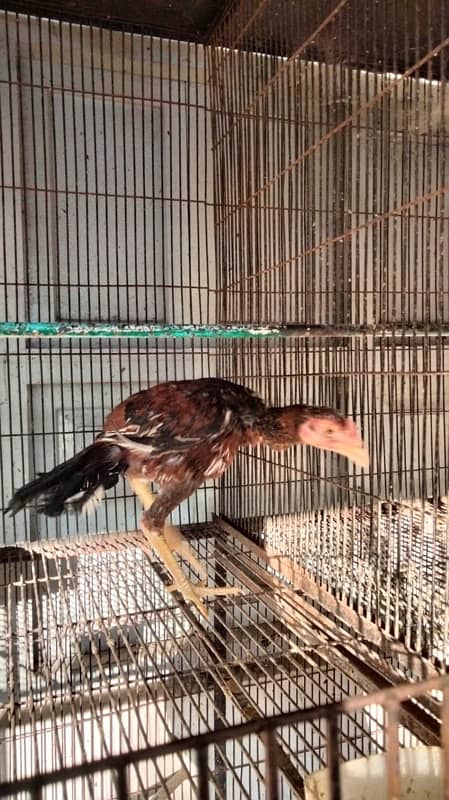 Aseel high Quality Birds for sale Home breed Normal price 5