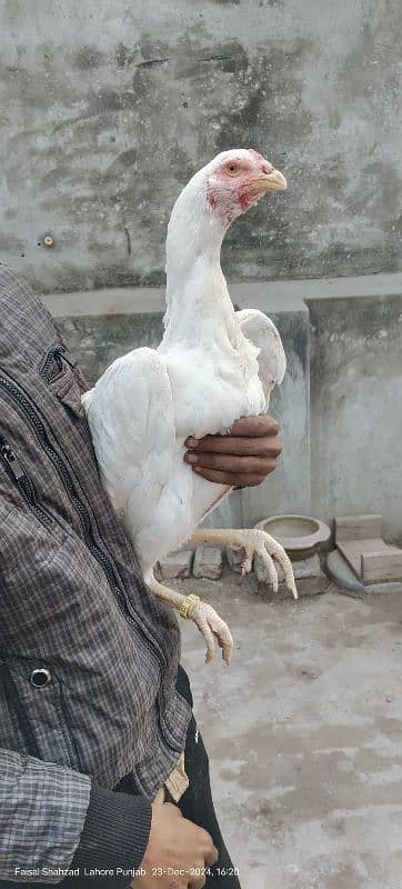 king size white shamo ringbird female 1