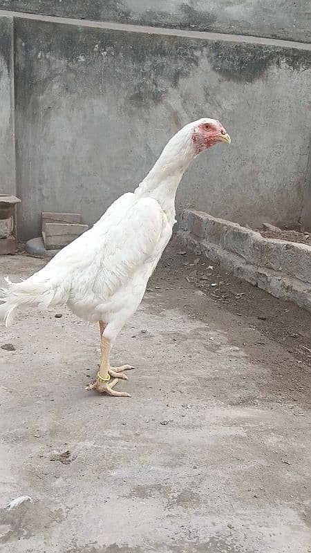 king size white shamo ringbird female 3