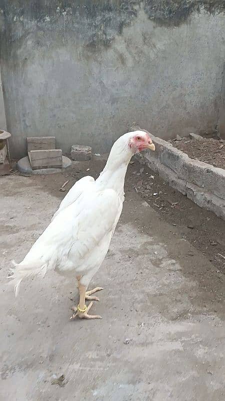 king size white shamo ringbird female 4