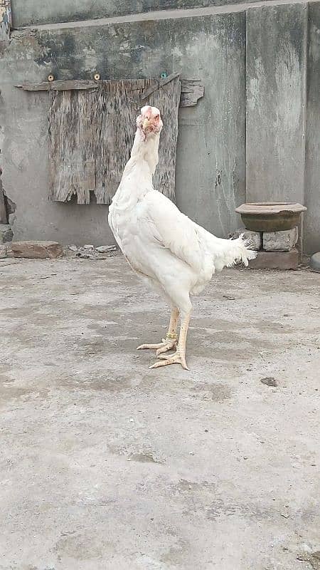 king size white shamo ringbird female 5