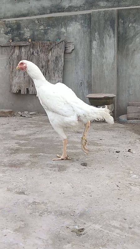 king size white shamo ringbird female 6