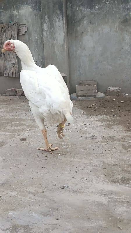 king size white shamo ringbird female 7