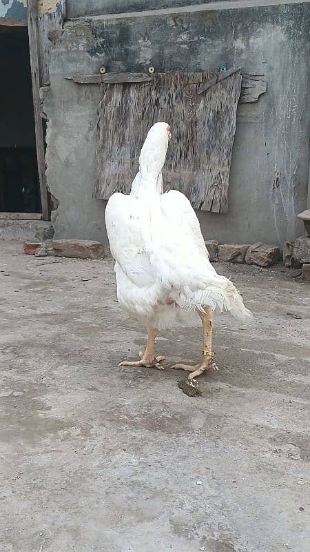 king size white shamo ringbird female 8