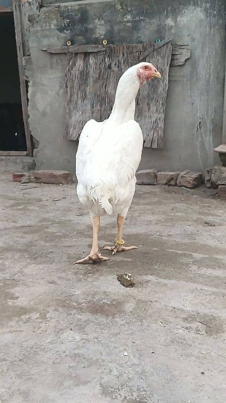 king size white shamo ringbird female 9