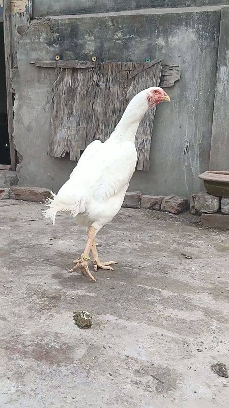 king size white shamo ringbird female 10