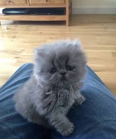 Persian Kittens: Fluffy Companions for Play and Cuddles