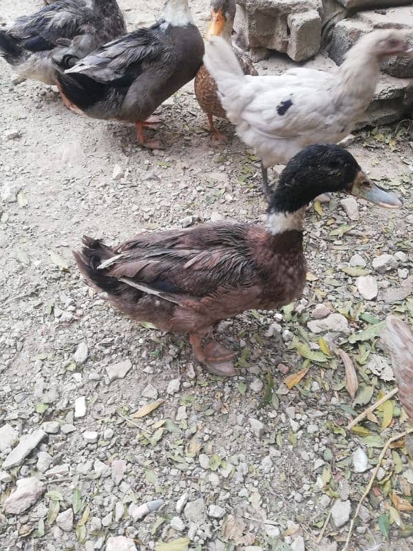 ducks 1