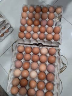 brown eggs