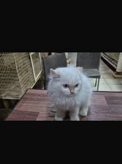 Persian cat 2 months  age  MALE