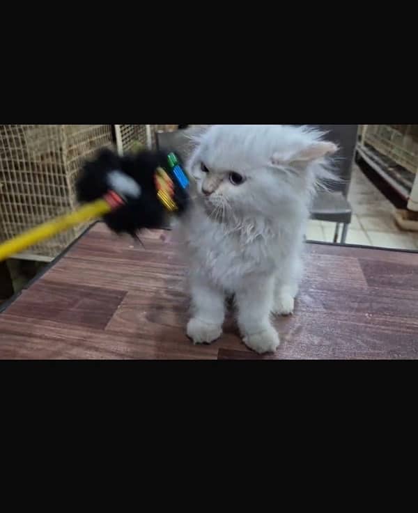 Persian cat 2 months  age  MALE 2