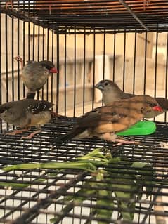 red strawberry finch| munia finch| red and yellow finch pair