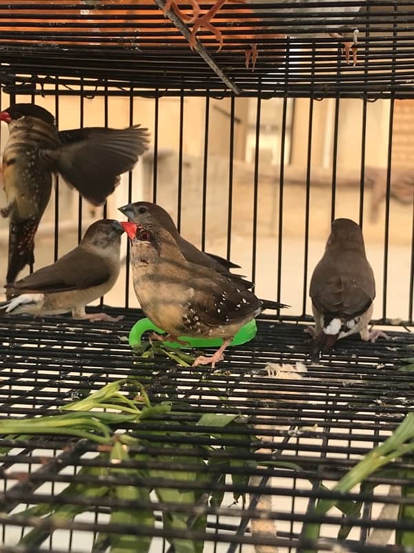 red strawberry finch| munia finch| red and yellow finch pair 1