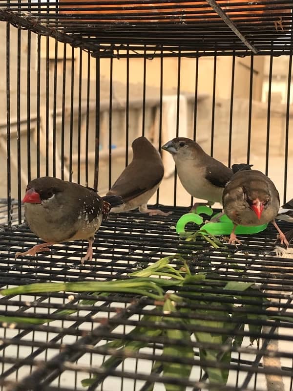 red strawberry finch| munia finch| red and yellow finch pair 2